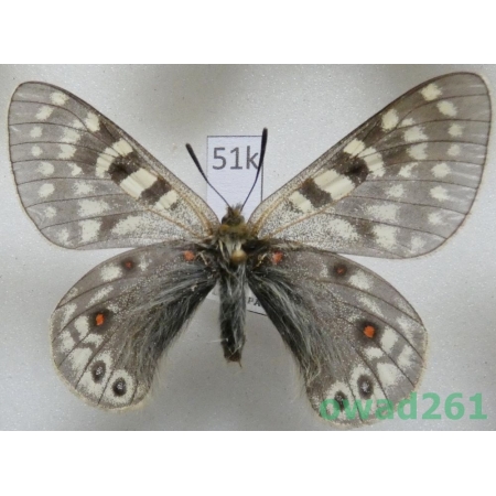 Parnassius acdestis subsp. lathonius Bryk, 1913 China51k